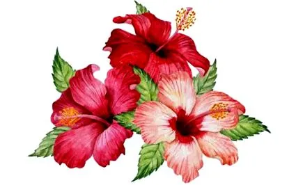 hibiscus flori