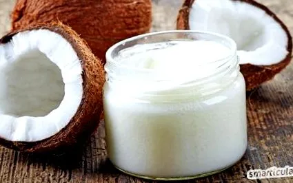 olajokkal növényi