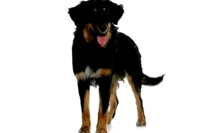 caracter câine