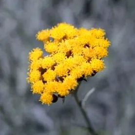 floare