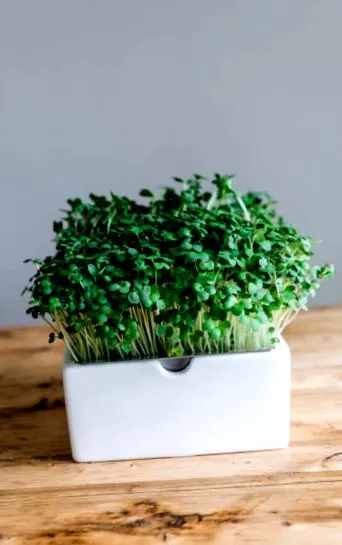 microgreen legume