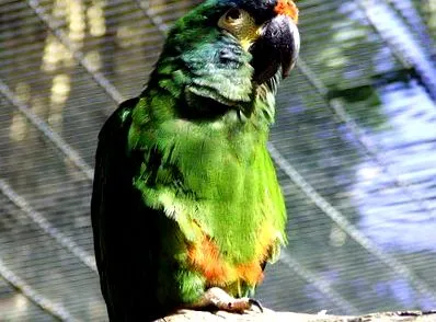 illiger
