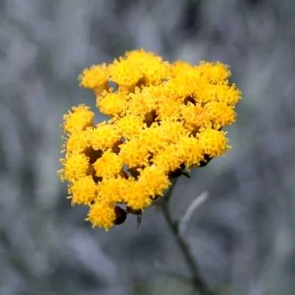 ulei