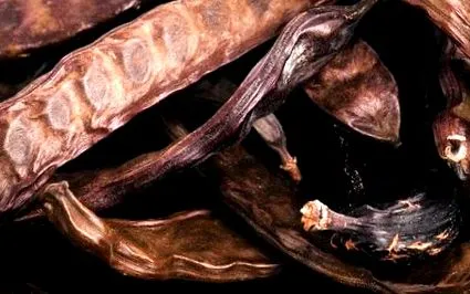 gumă