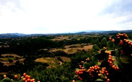 pecora