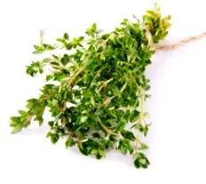 uscate savory