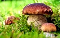 porcini