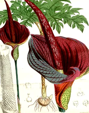 nagyon alacsony