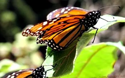 monarch