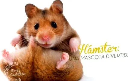 забавен
