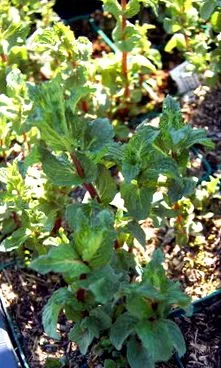 menta Mentha