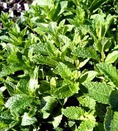 menta Mentha piperita