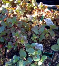 menta Mentha piperita