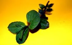 menta Mentha piperita
