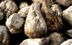 calorii