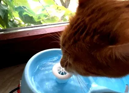 cat-h2o
