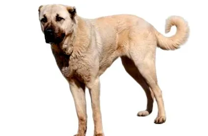 kangal