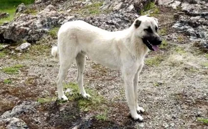 shepherd