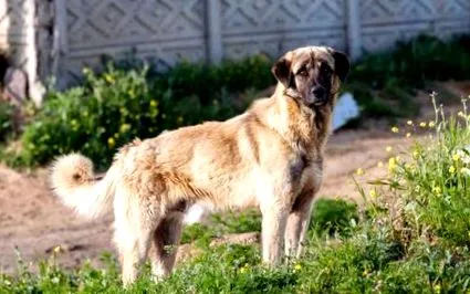 shepherd