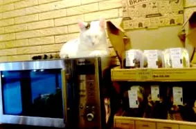 kitek