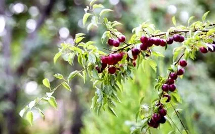 cireș prune
