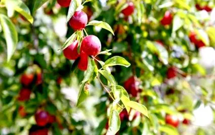 prune cultivarea