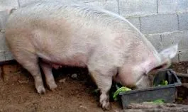 számára