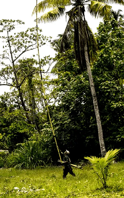 cocos