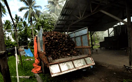 cocos