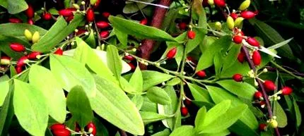 coca Erythroxylaceae