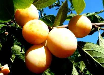 prune