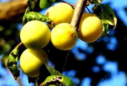 prunele