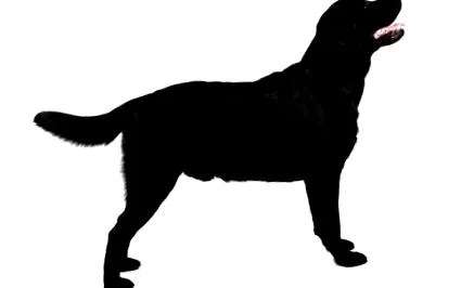 retriever