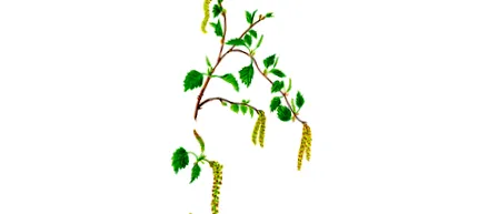 bylinná