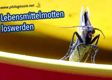 filozofia