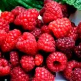 docfood