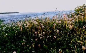 література
