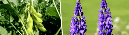 receptek lupin
