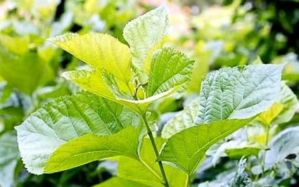 mulberries
