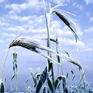 agriculture minerals