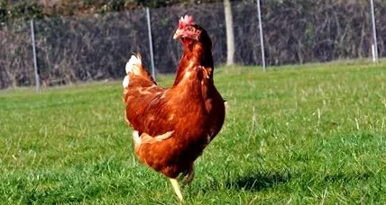 ouătoare