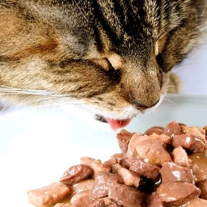 echilibrată whiskas