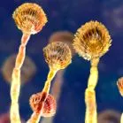 Aspergillus nemzetség