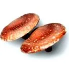 edodes