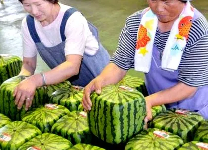 agricultural