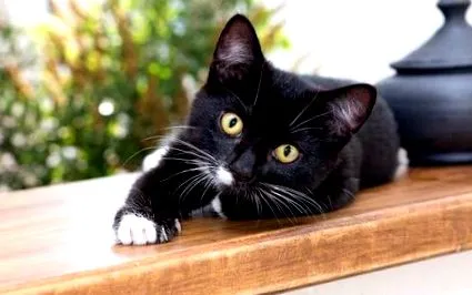 котките