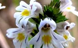 eyebright