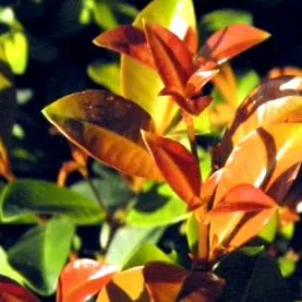 eugenia