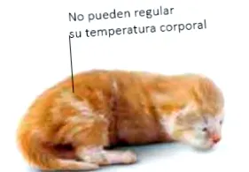 котето