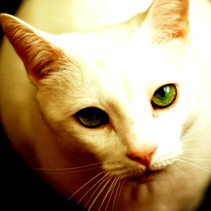 tippek